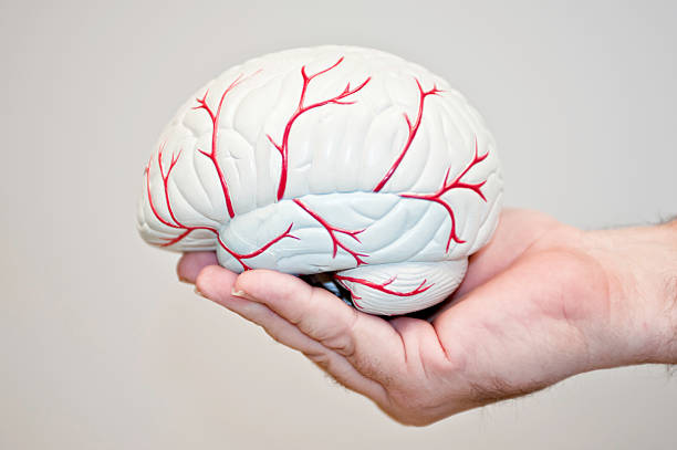 Custom EHR for Neuropsychology Assessments 2 Custom Neuropsychology EHR